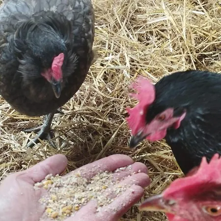 Hotel Henriettenhof Weimarer Land, Weimar-bad Berka 3*