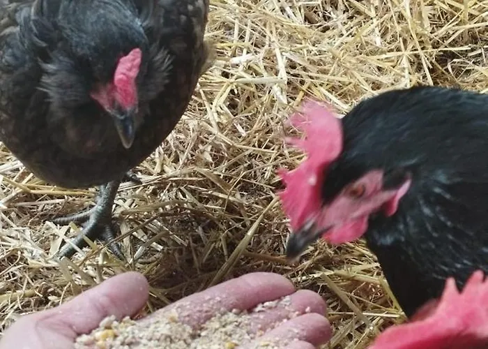 Otel Henriettenhof Weimarer Land, Weimar-bad Berka 3*